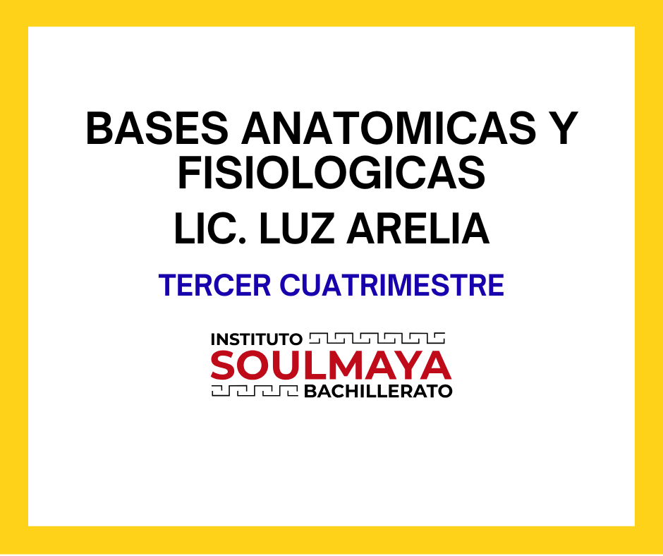 BASES ANATOMICAS Y FISIOLOGICAS